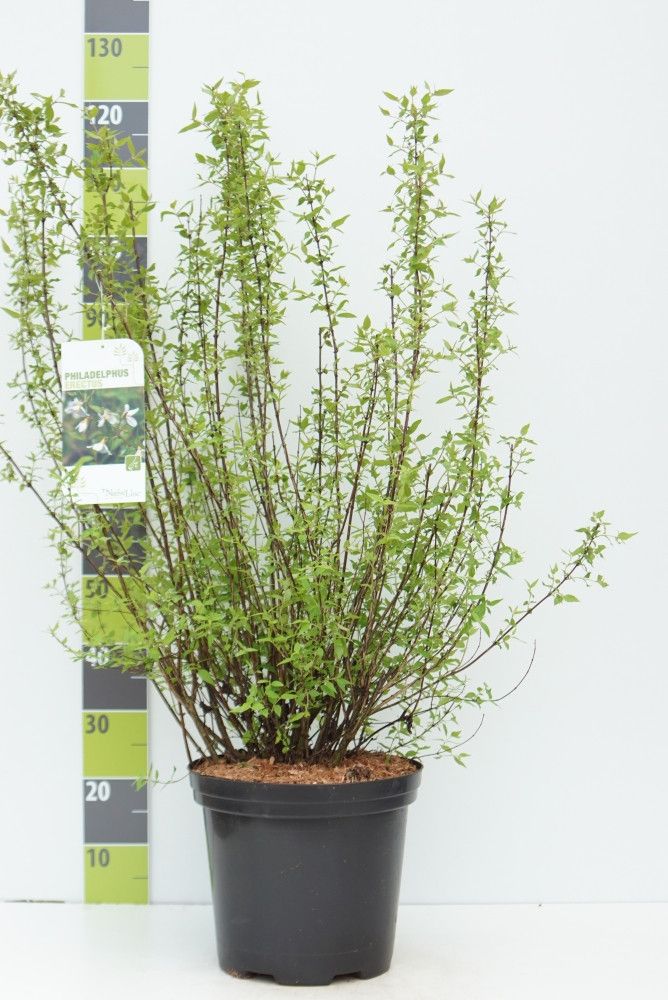Philadelphus 'Erectus' C 12, D 30 cm