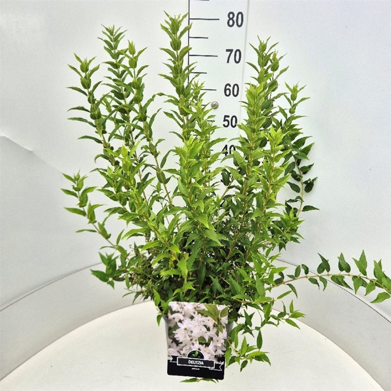 Deutzia gracilis, D 28