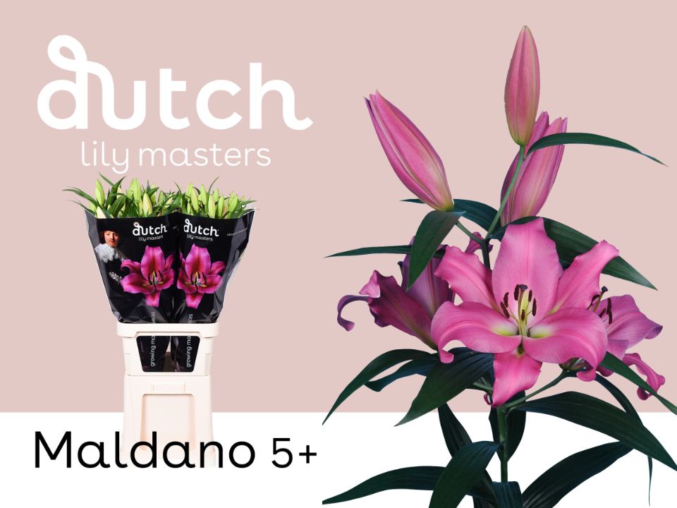 Лилия Малдано 100, шт.