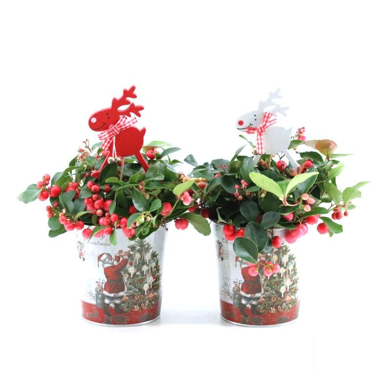 Gaultheria pr. 'Big Berry'® P10 in Zinc Santa + Reindeer, D 11 cm