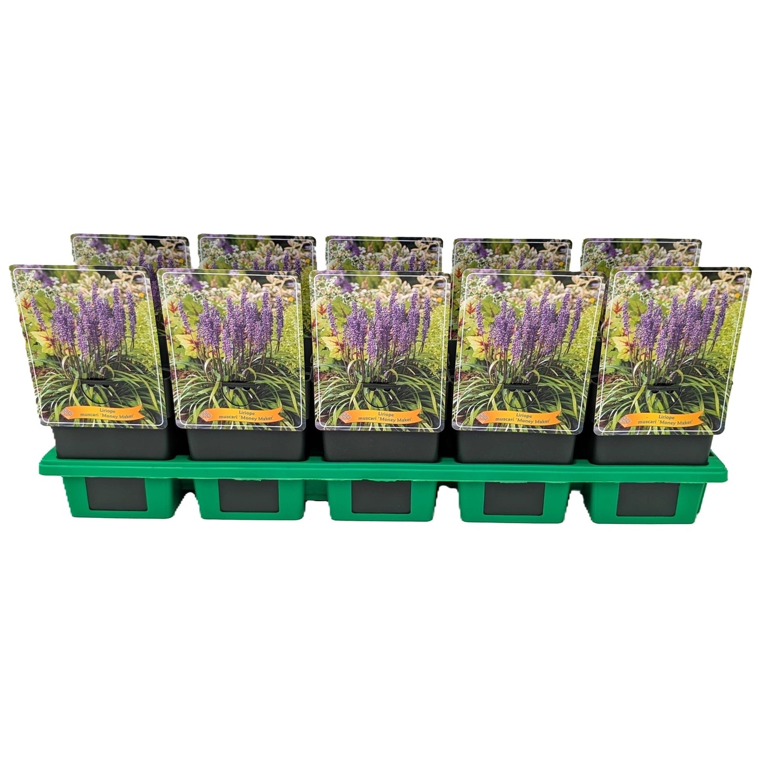 Liriope muscari 'Money Maker' P11, D 11