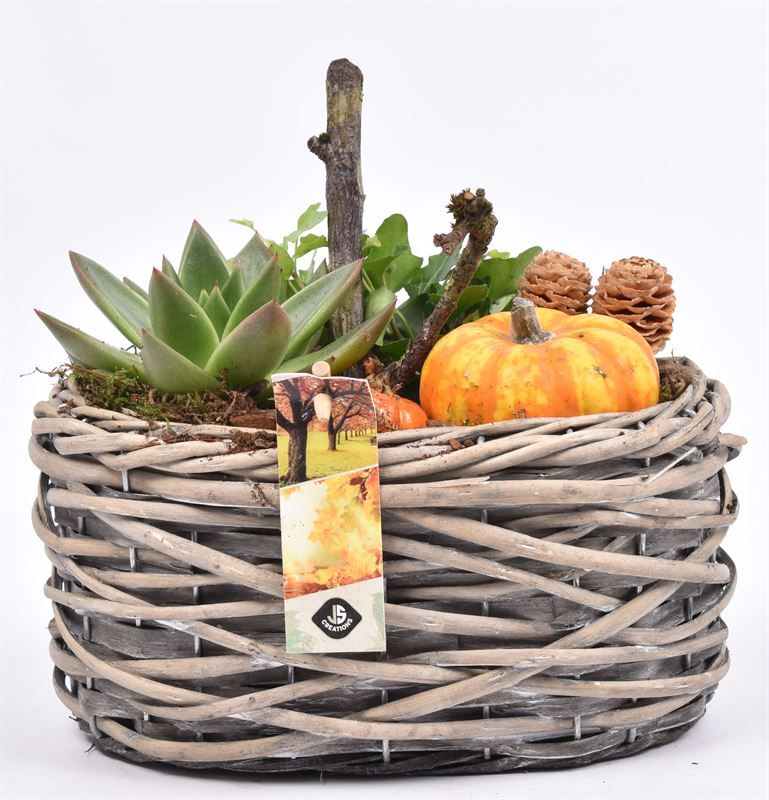 Wilg mand ovaal girjs 22 cm, D 22 cm