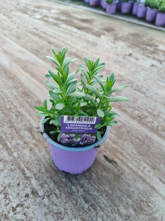 576 DVDS : Pot 10.5 cm Lavandula Angustifolia blue, D 10,5