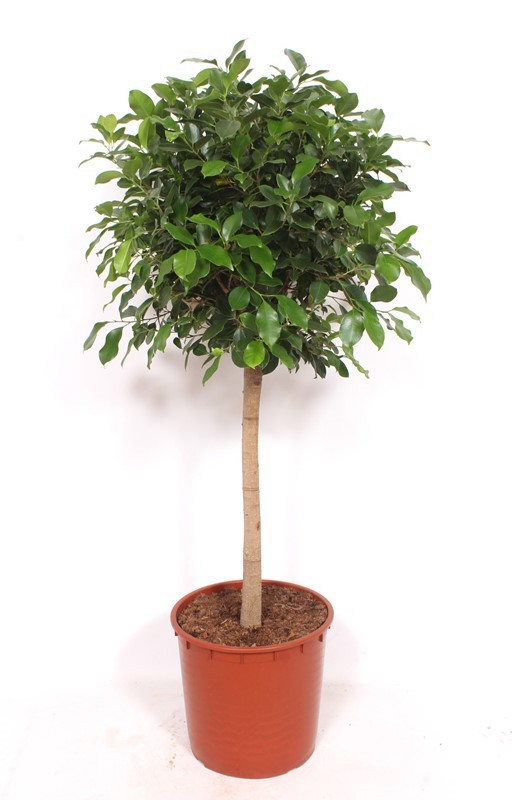 Ficus Nitida, D 34