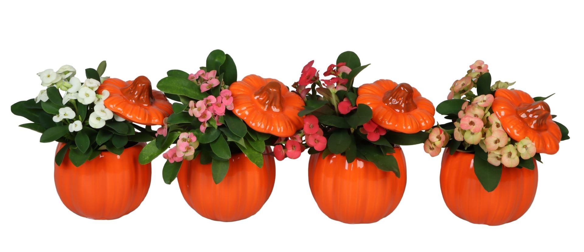 L 66506 With Euphorbia Milii Mix 6 cm, D 6 cm