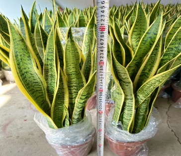 Сансевиерия лауренти 23 80 (предзаказ)