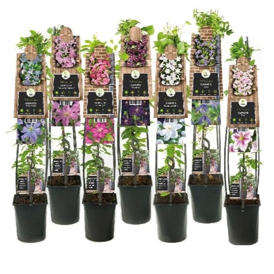 Mix CC Clematis +3.0 label, D 23