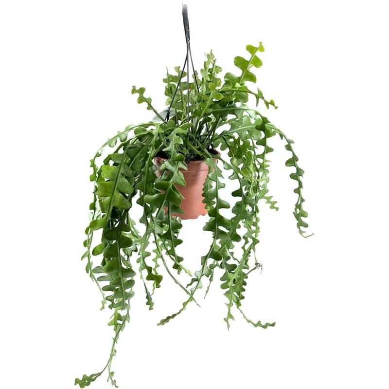 EPIPHYLLUM ANGULIGER, D 19