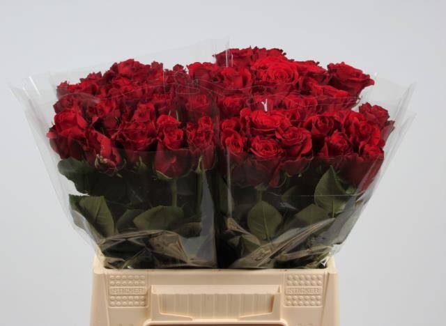 Роза од. Аппер Класс 40, шт.