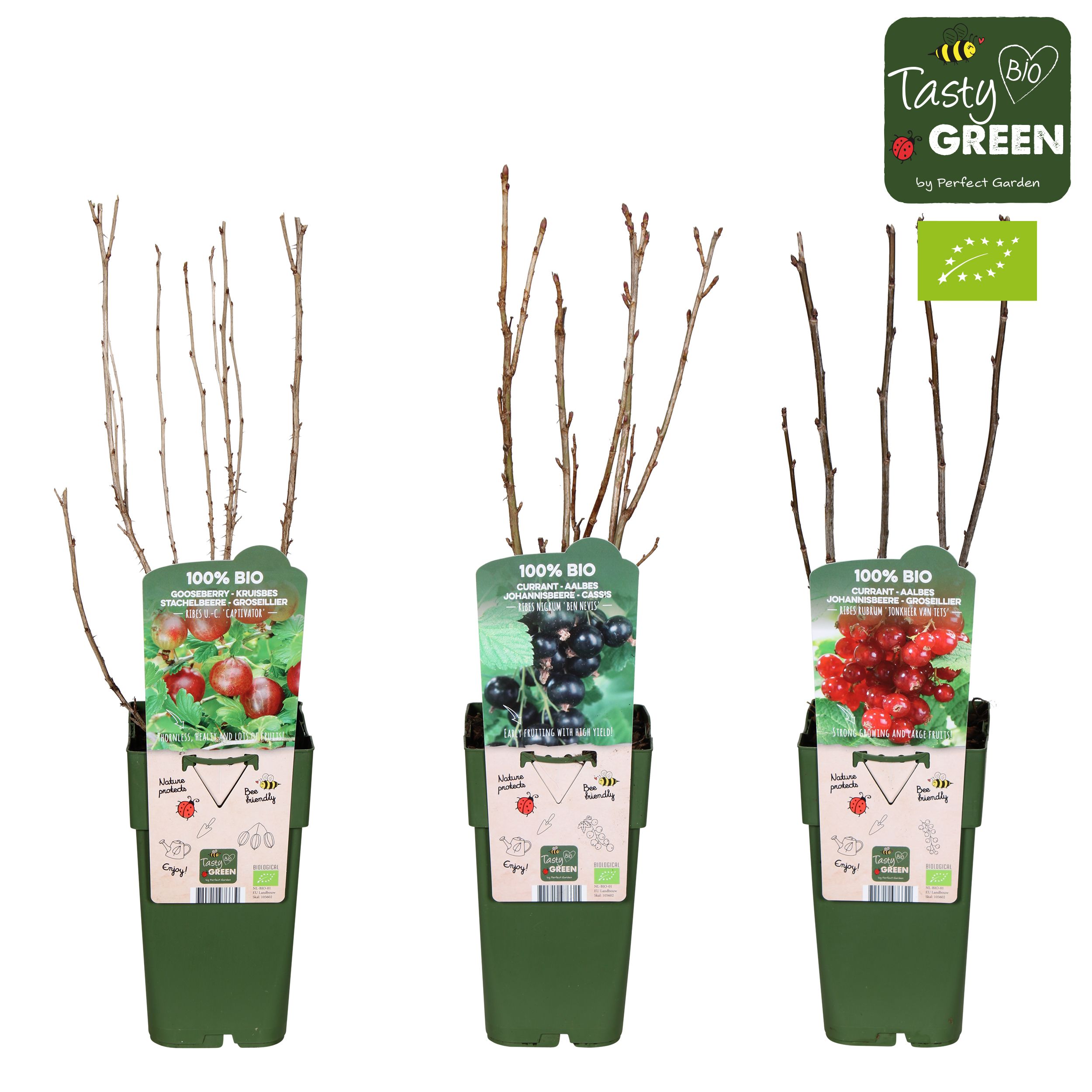 Ribes mix laag bio P15, D 15 cm