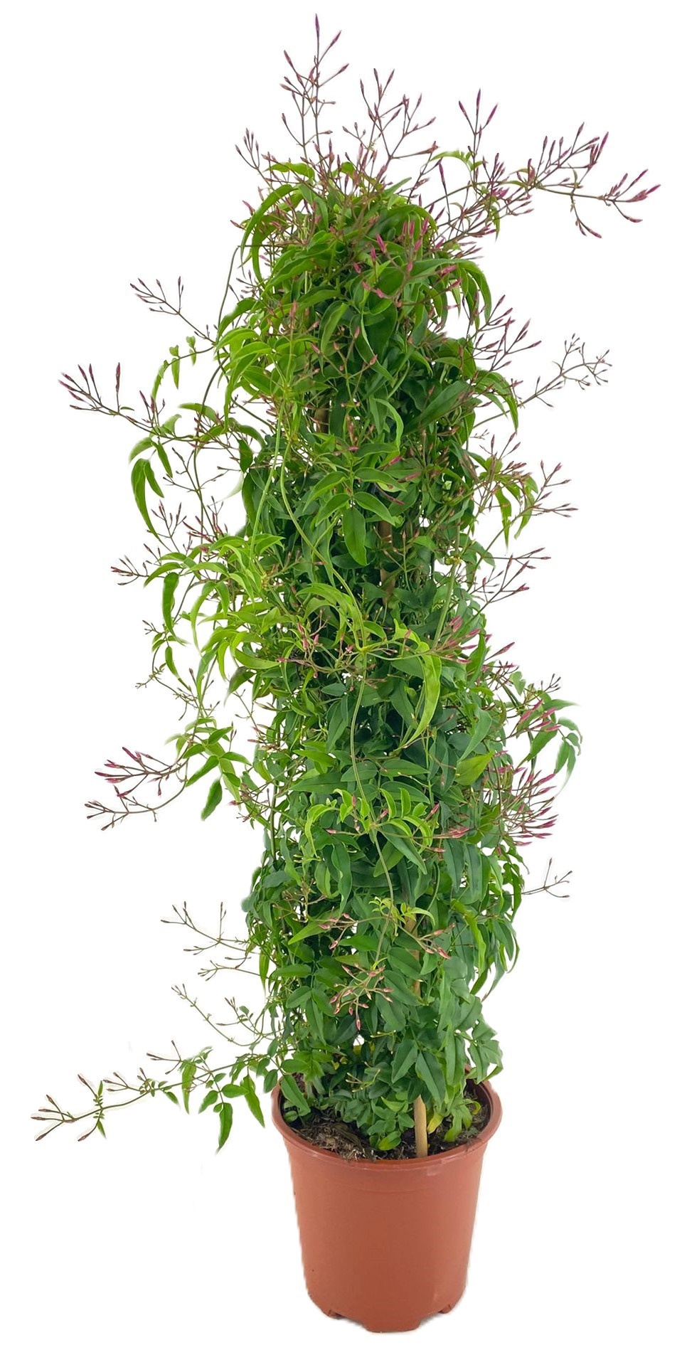 Jasminum polyanthum, D 17