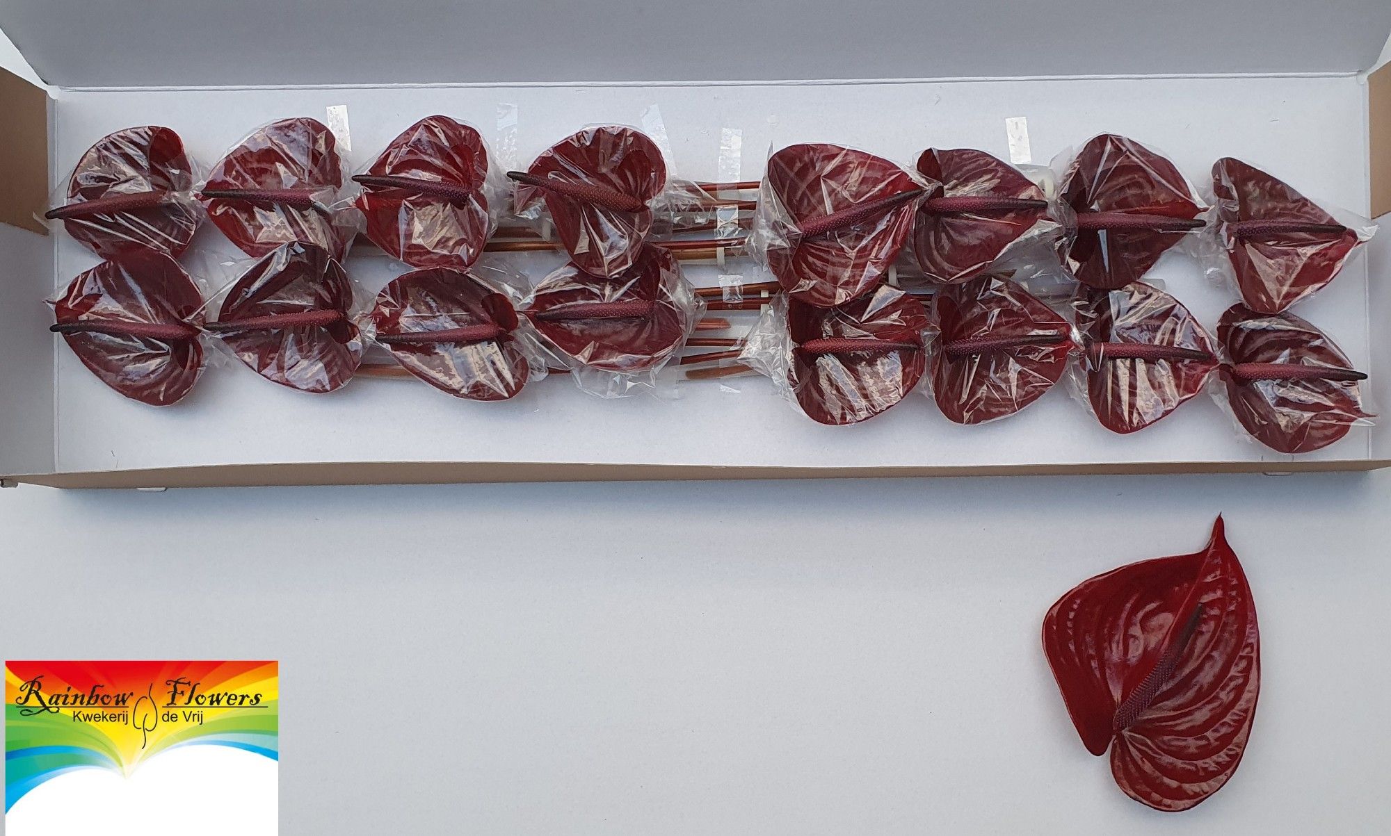 Антуриум Неро x16, шт.