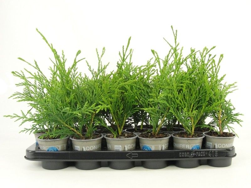 Thuja plic. 'Aldrich Mountain', D 9