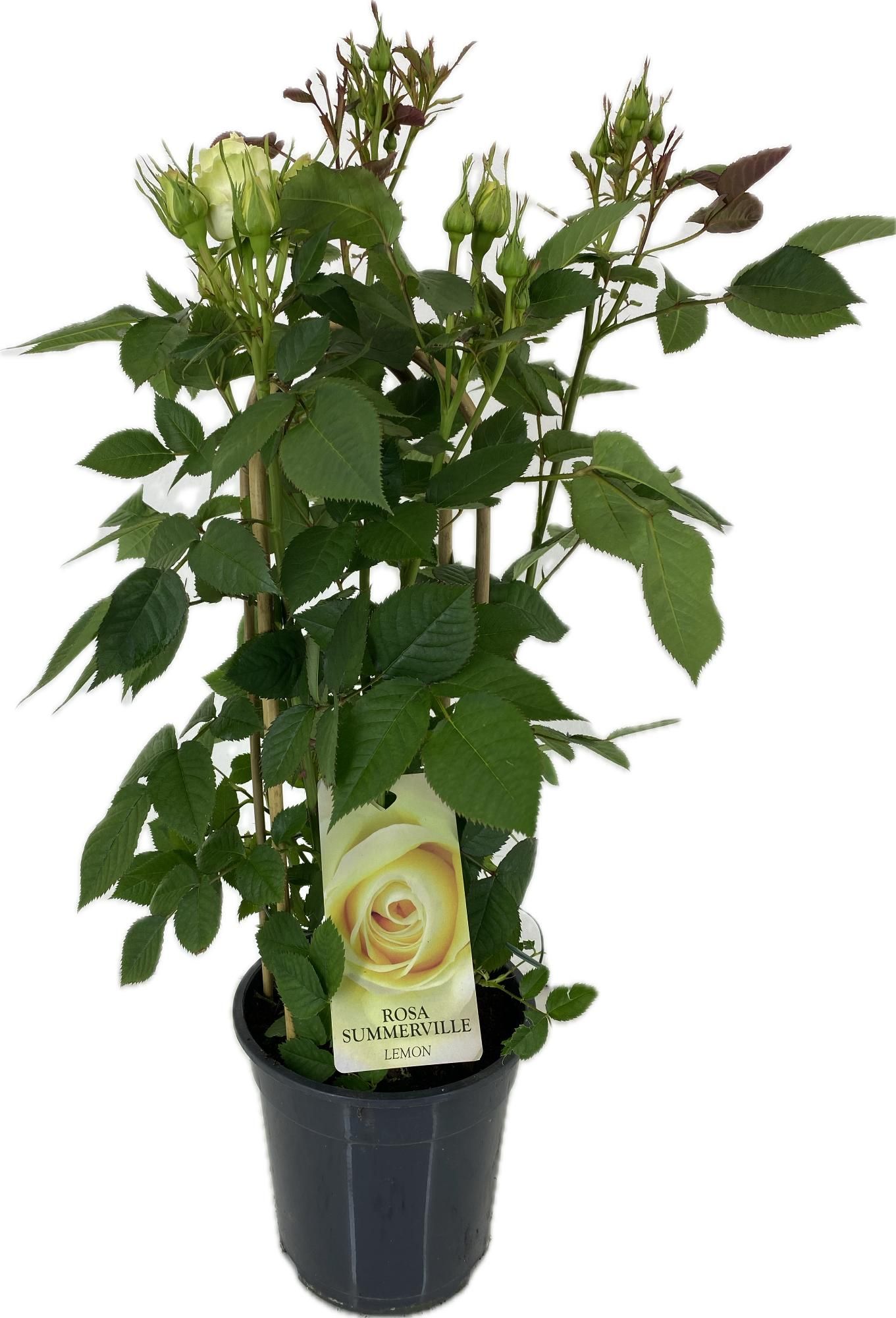 Rosa Summerville Lemon, D 19