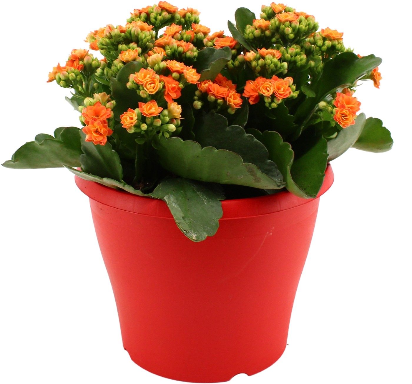 Hello Summer Kalanchoe Blossfeldiana in 19 cm Terras pot Rood, D 19