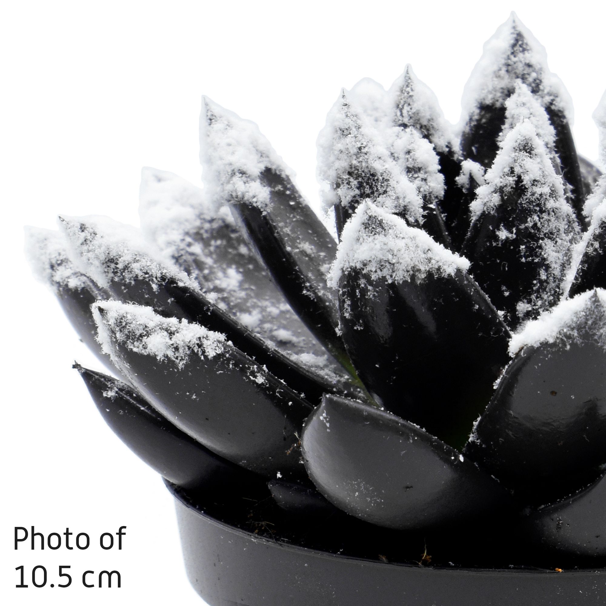 Miranda coloured black + snow, D 12