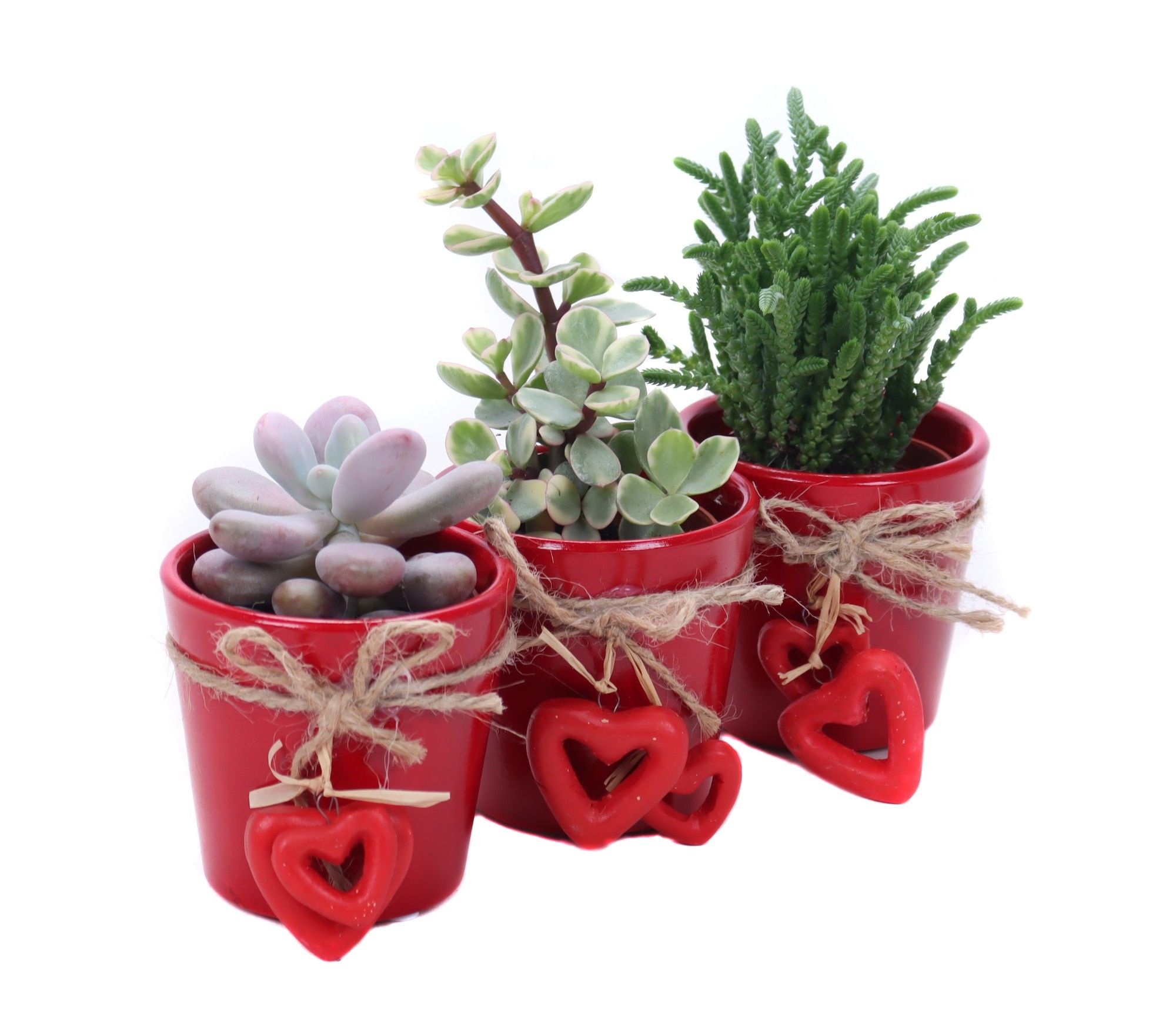 Succulent 5,5 cm in valentijn pot, D 7