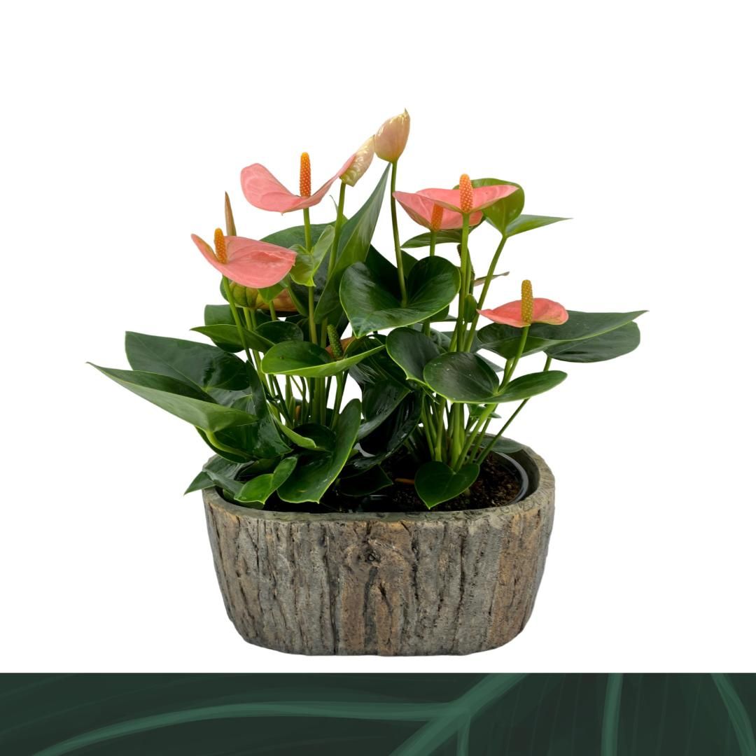 Anthurium Spirit steen ovaal, D 9