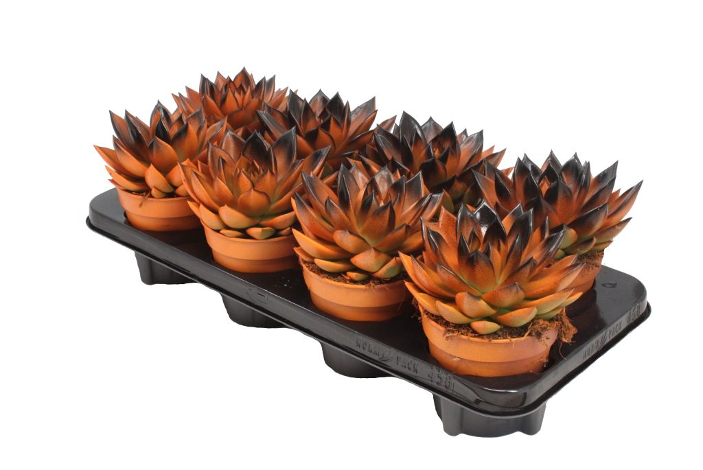 Miranda bicoloured orange/black, D 12