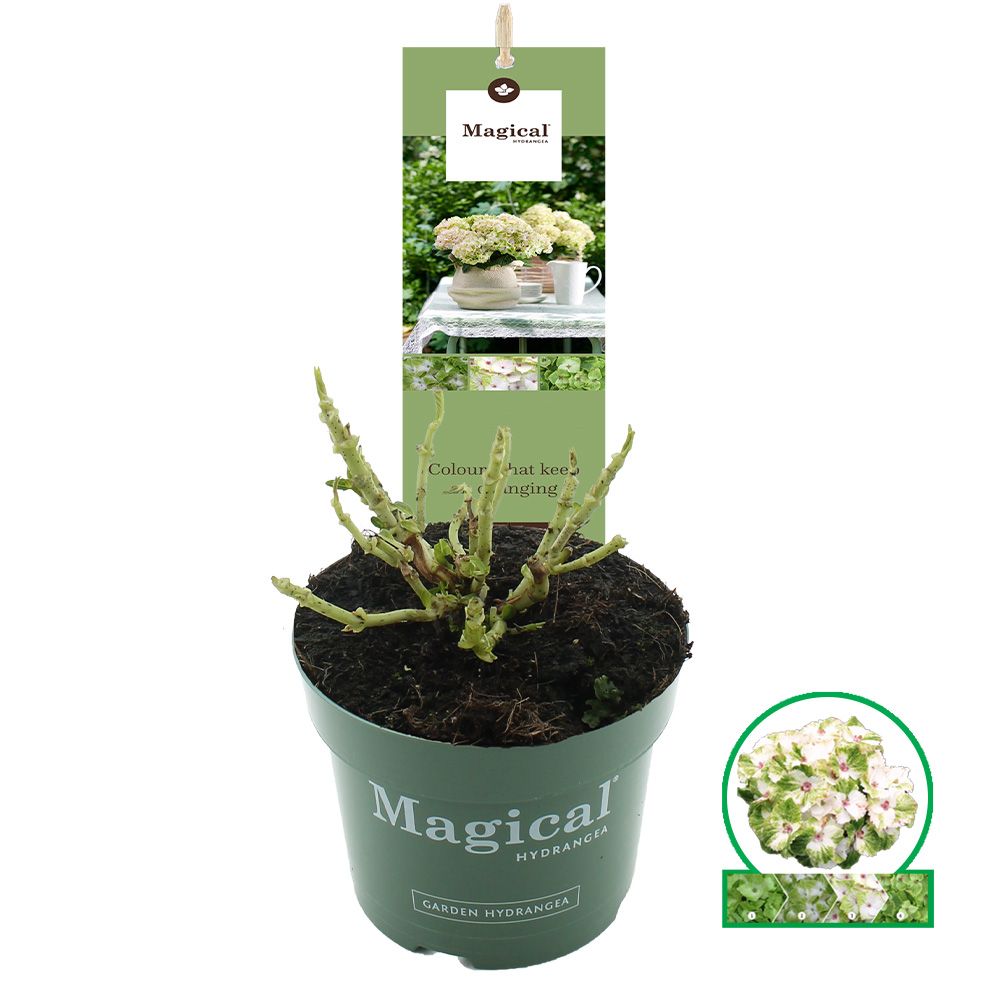 Hydrangea macr. Magical® 'Wings'® C2 (17cm.), D 17