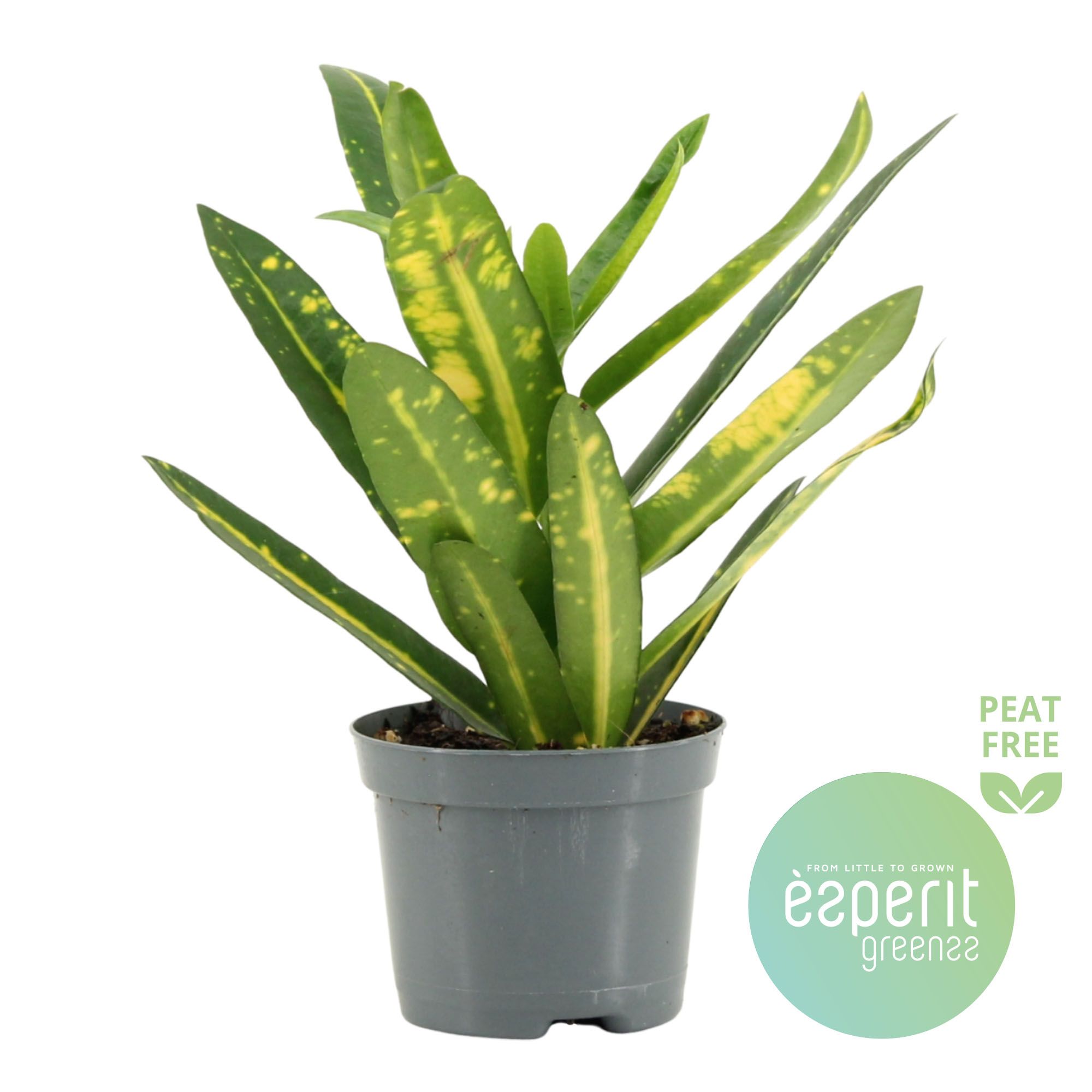 Codiaeum Sunny Star, D 8,5