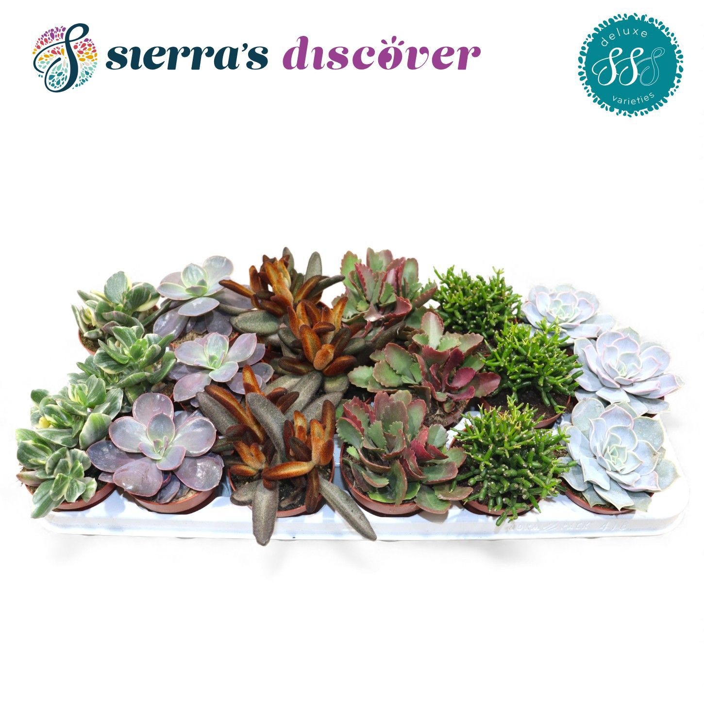 Discover® - Sevilla Succulents Mix (Deluxe), D 8,5