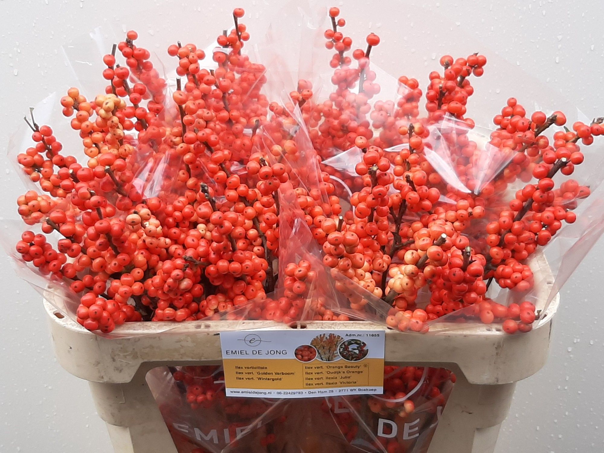 Илекс Аудайкс Оранж 70, шт.