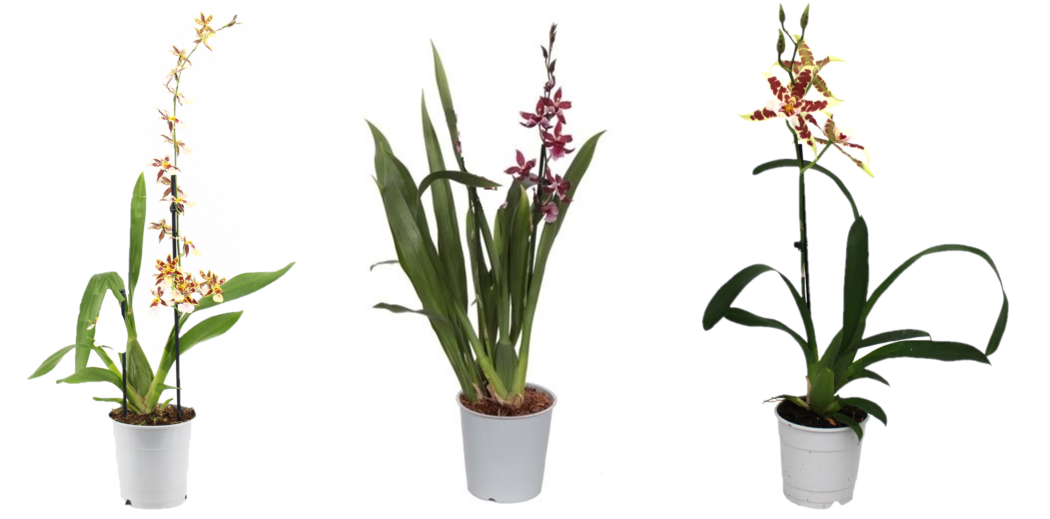 Cambria, Mix 1-spike 'Basic', D 12 cm