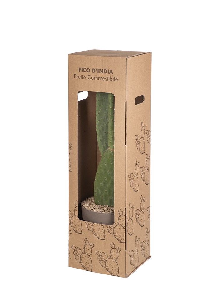 OPUNTIA FICUS INDICA POT Ø 25 - IN CARDBOARD BOX 25 X 25 X H85 (CACTUS), D 25