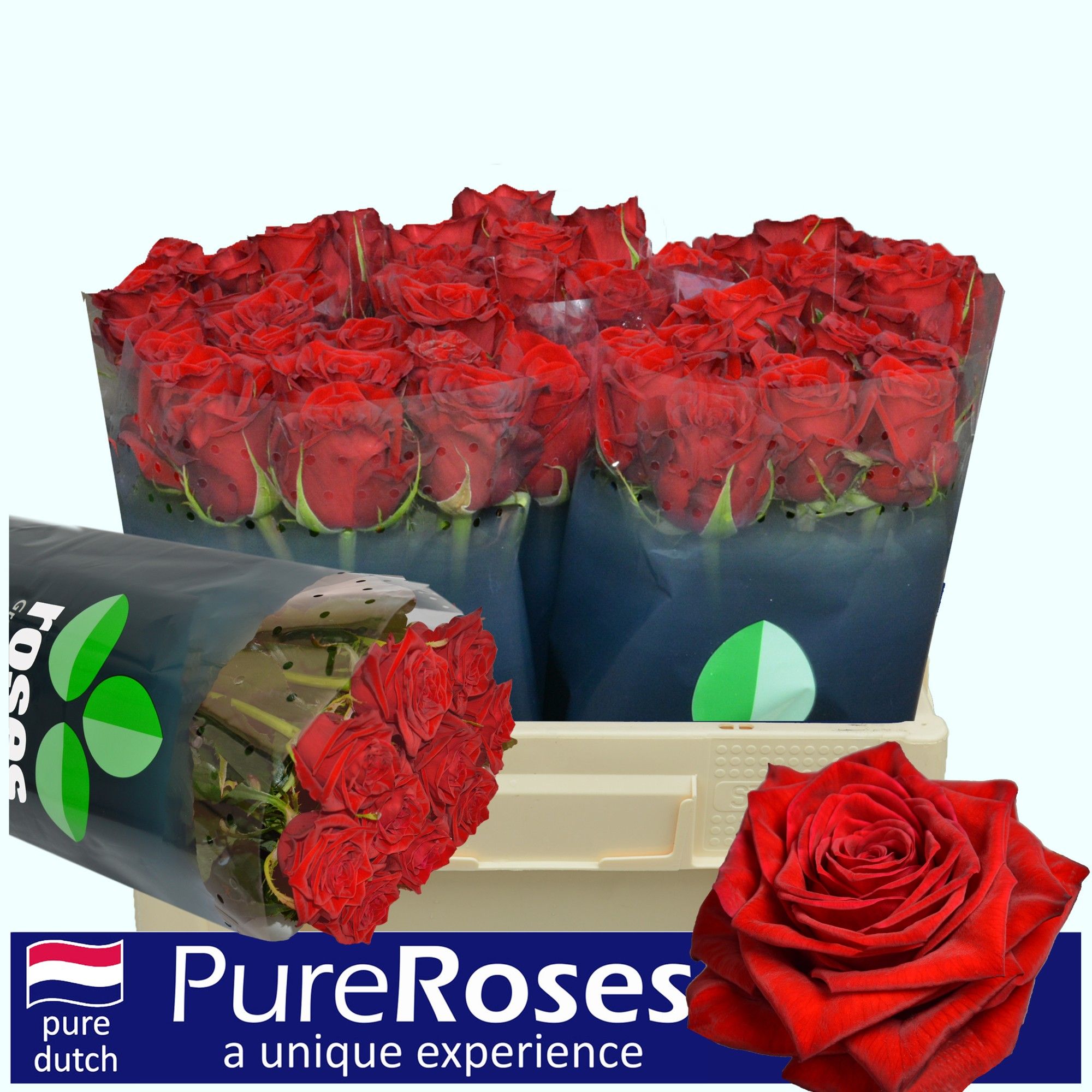 Роза од. Тестаросса 50, шт.