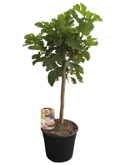Ficus carica "mini" stem C25, D 25