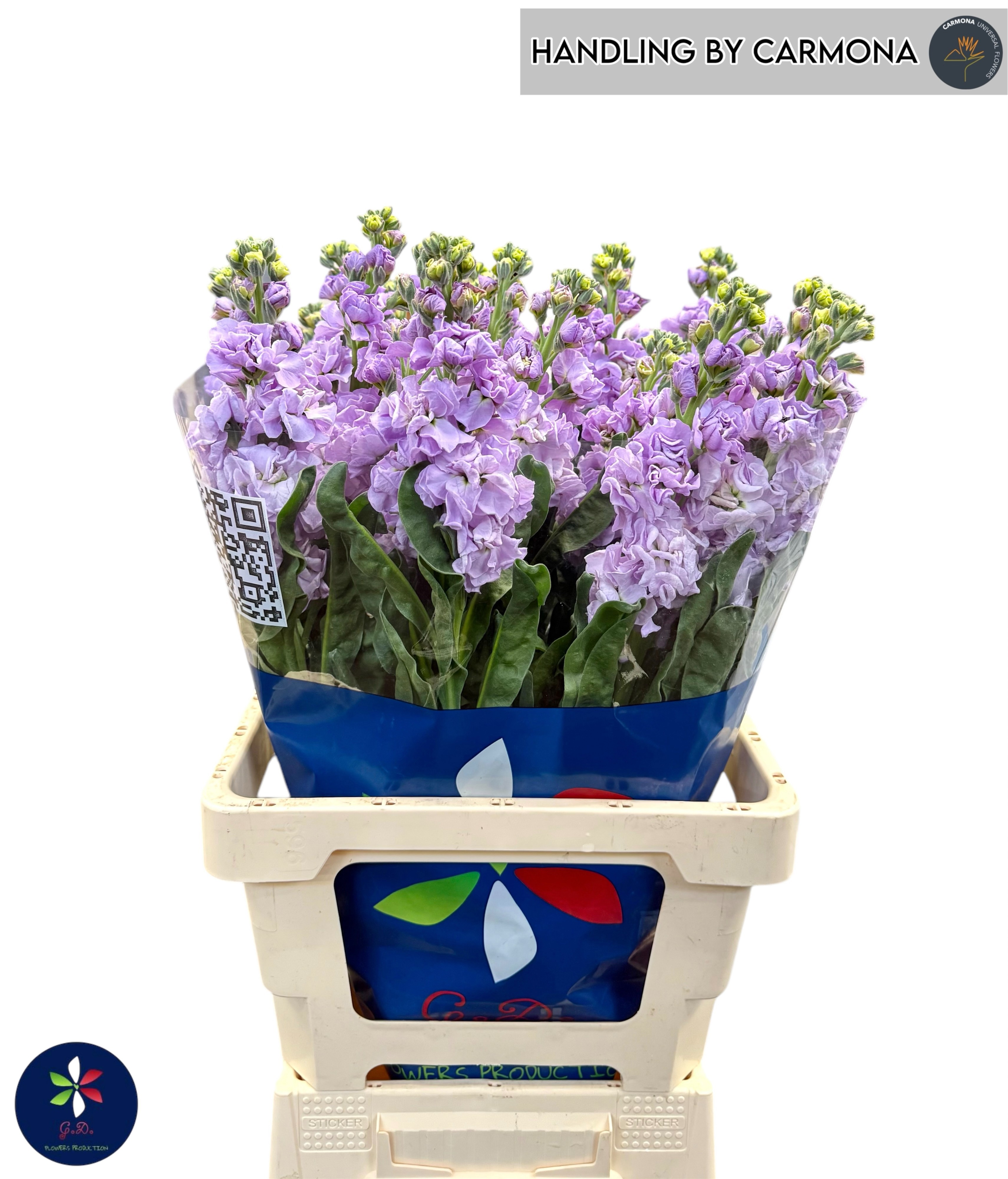 Маттиола од. Айрон Марин 65, шт. Маттиола од. Айрон Марин 65, шт.