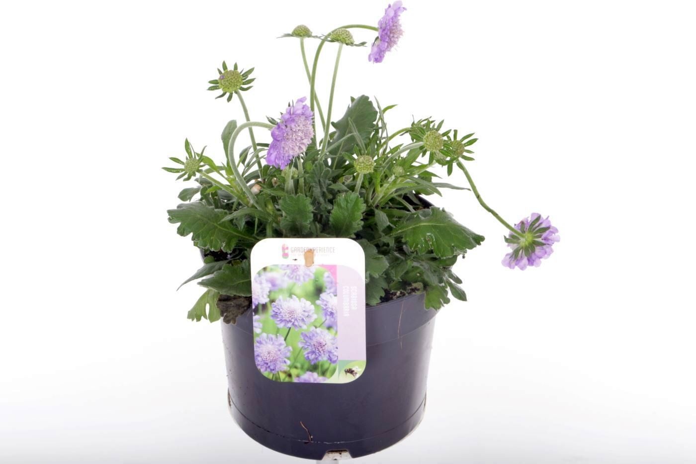 Scabiosa columbaria Butterfly Blue, D 17 cm Scabiosa columbaria Butterfly Blue, D 17 cm