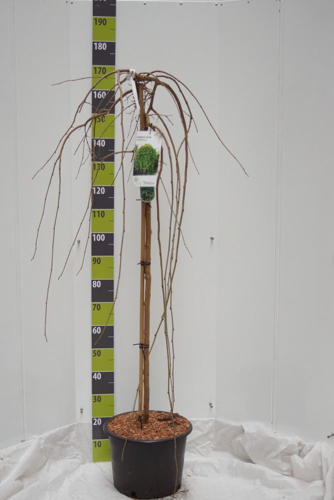 Morus alba 'Pendula' C 20 120 ha, D 35