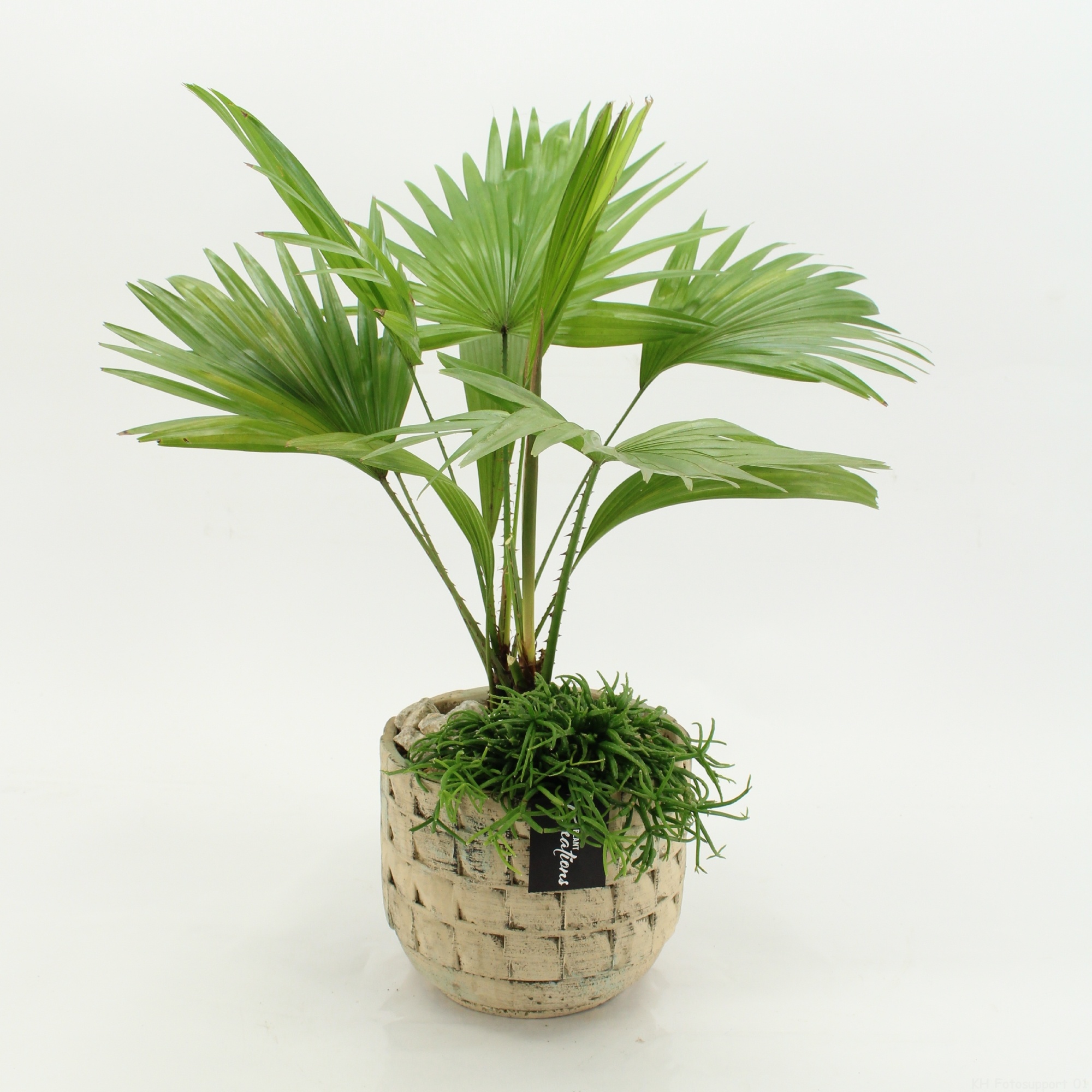 GRCR-2642 Green Essentials, D 17