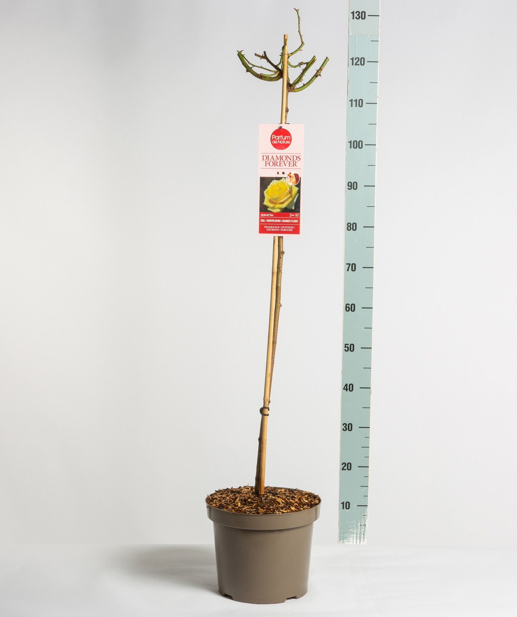 Parfum de Nature Diamonds Forever ®, stam 90, C7.5, D 26