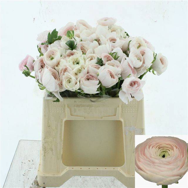 Ранункулус Саксесс Ханой 35, шт.