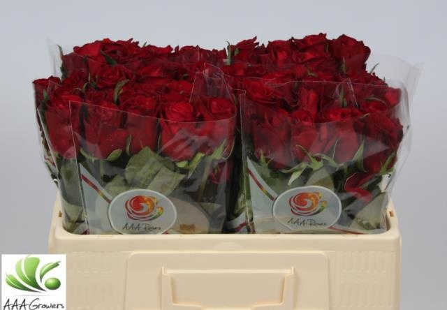 Роза од. Эвер Рэд 50, шт.