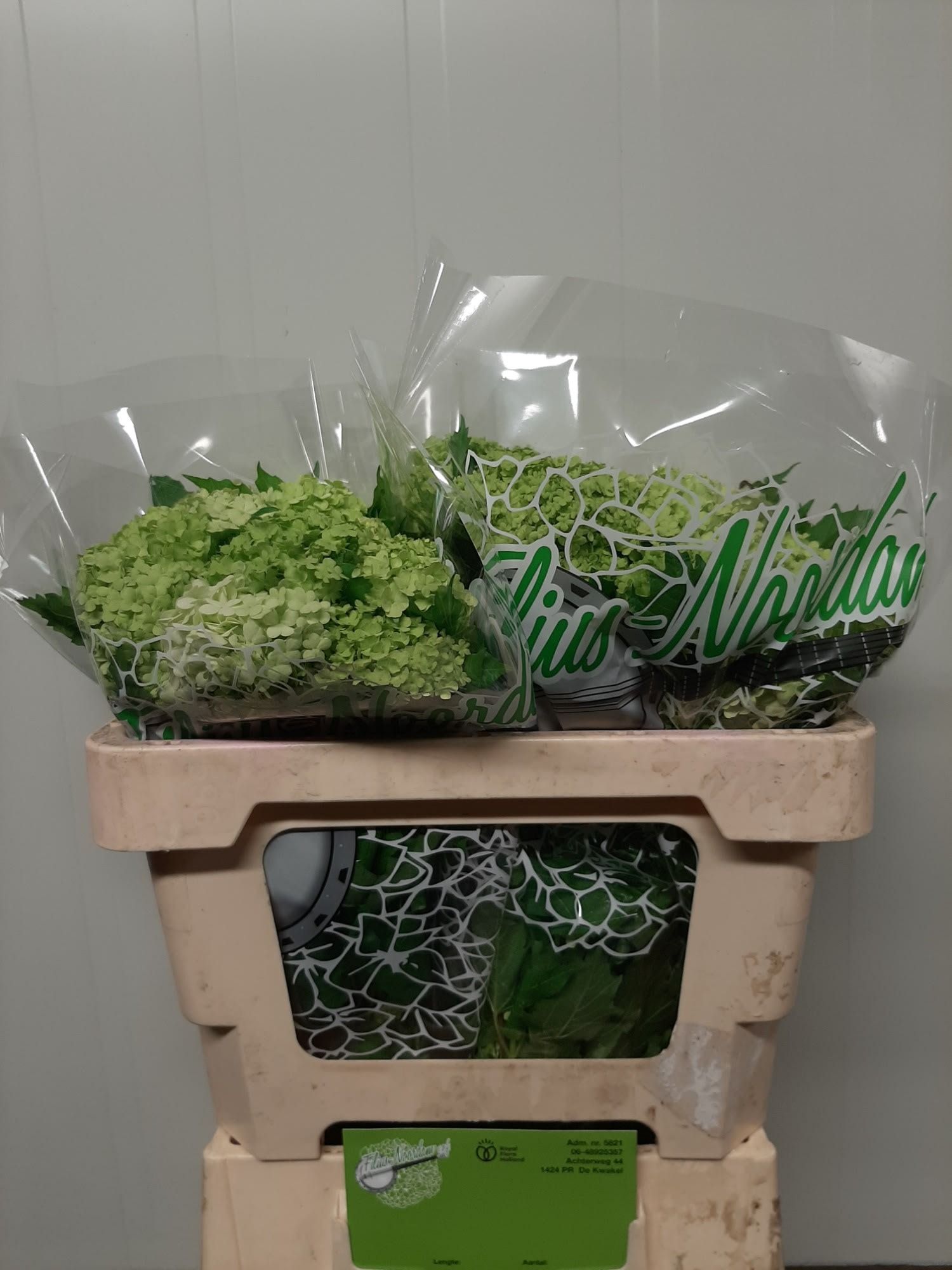 Вибурнум Розеум 50 (зел.), шт.