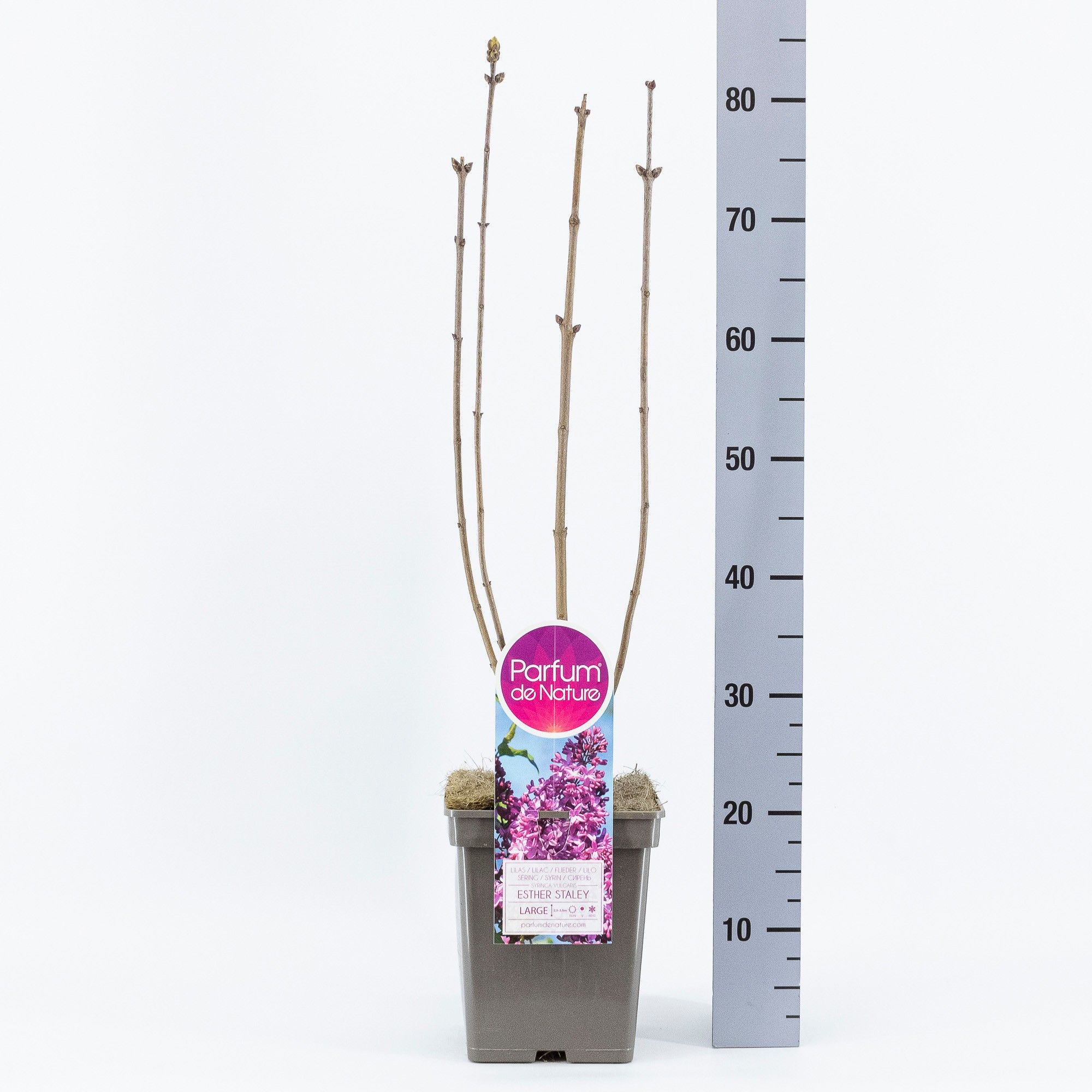 Syringa vul. Esther Staley, C5, D 23 cm