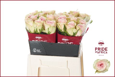 Роза од. Пинк Атена 40, шт.