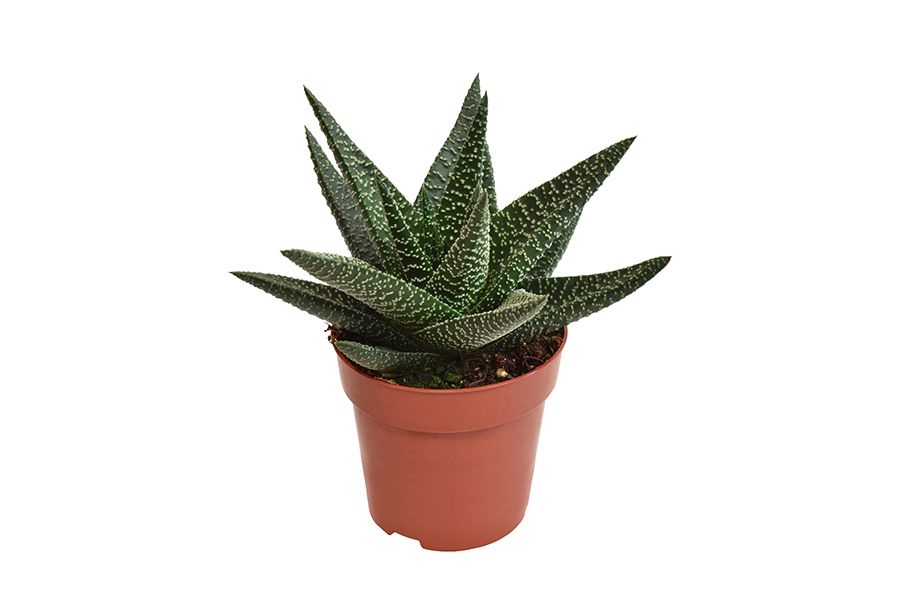 Haworthia Royal Highness, D 8,5 cm