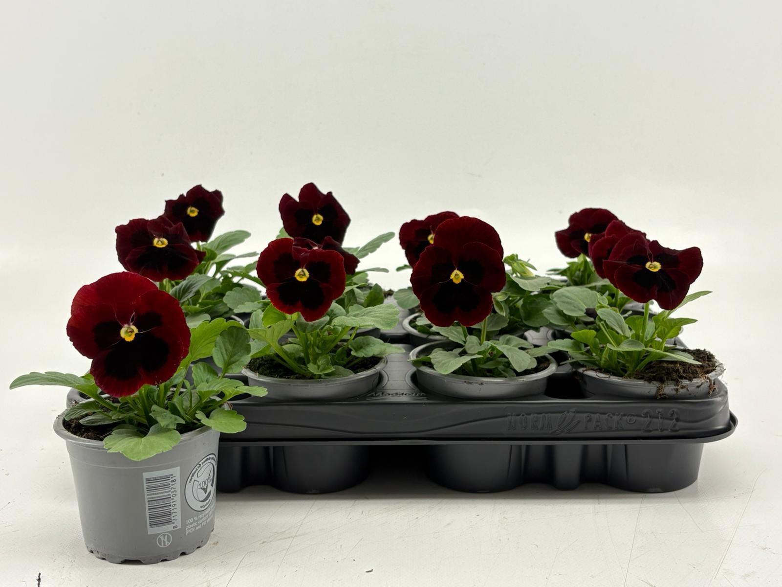 Viola F1 Red With Blotch, D 9