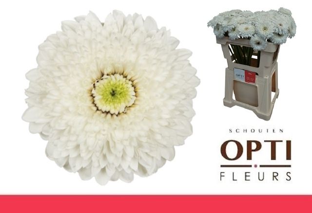 Гермини Помпон Амандо (бел.), шт.