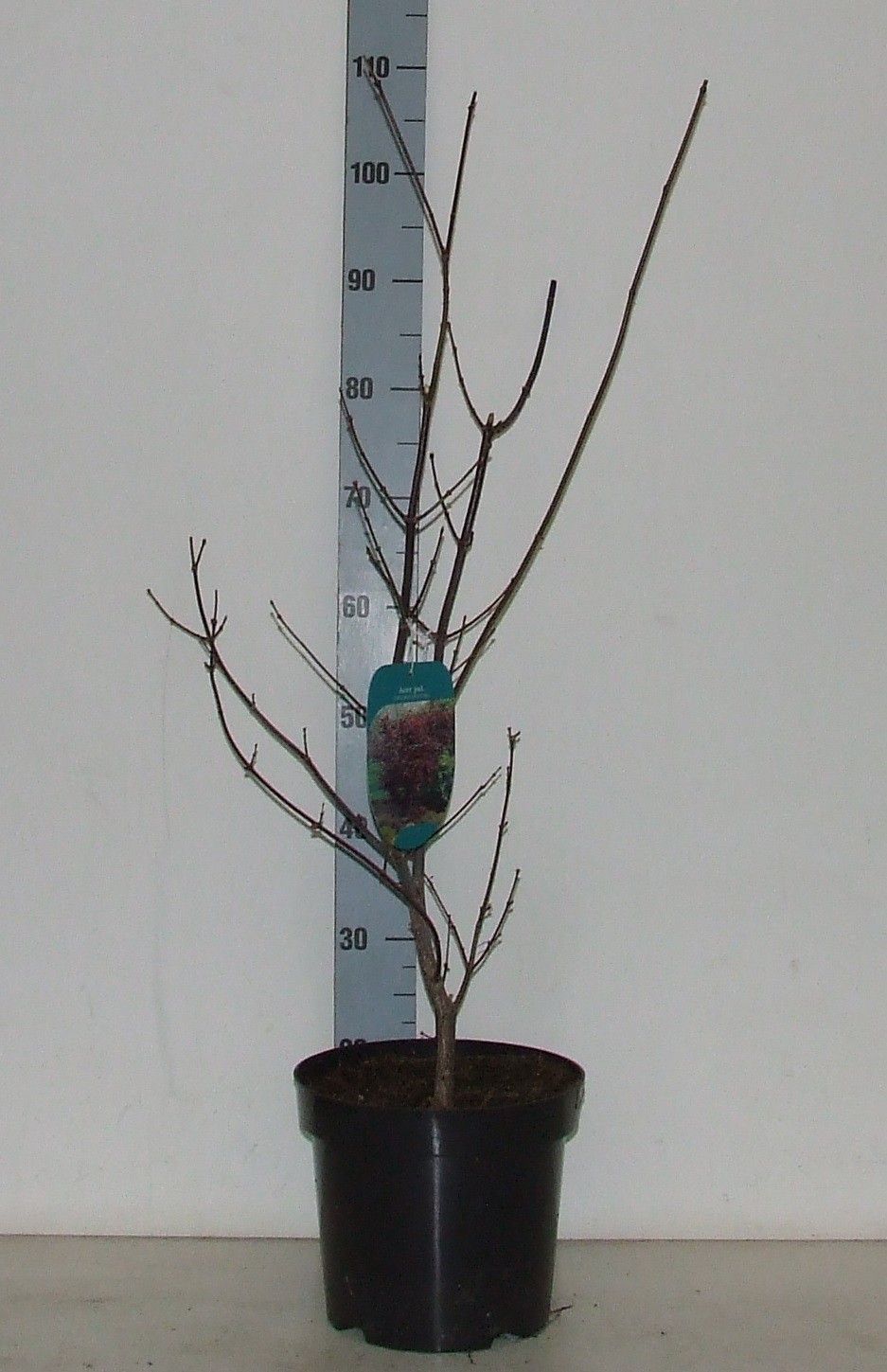 Acer palmatum 'Trompenburg' P26 Full CC, D 26