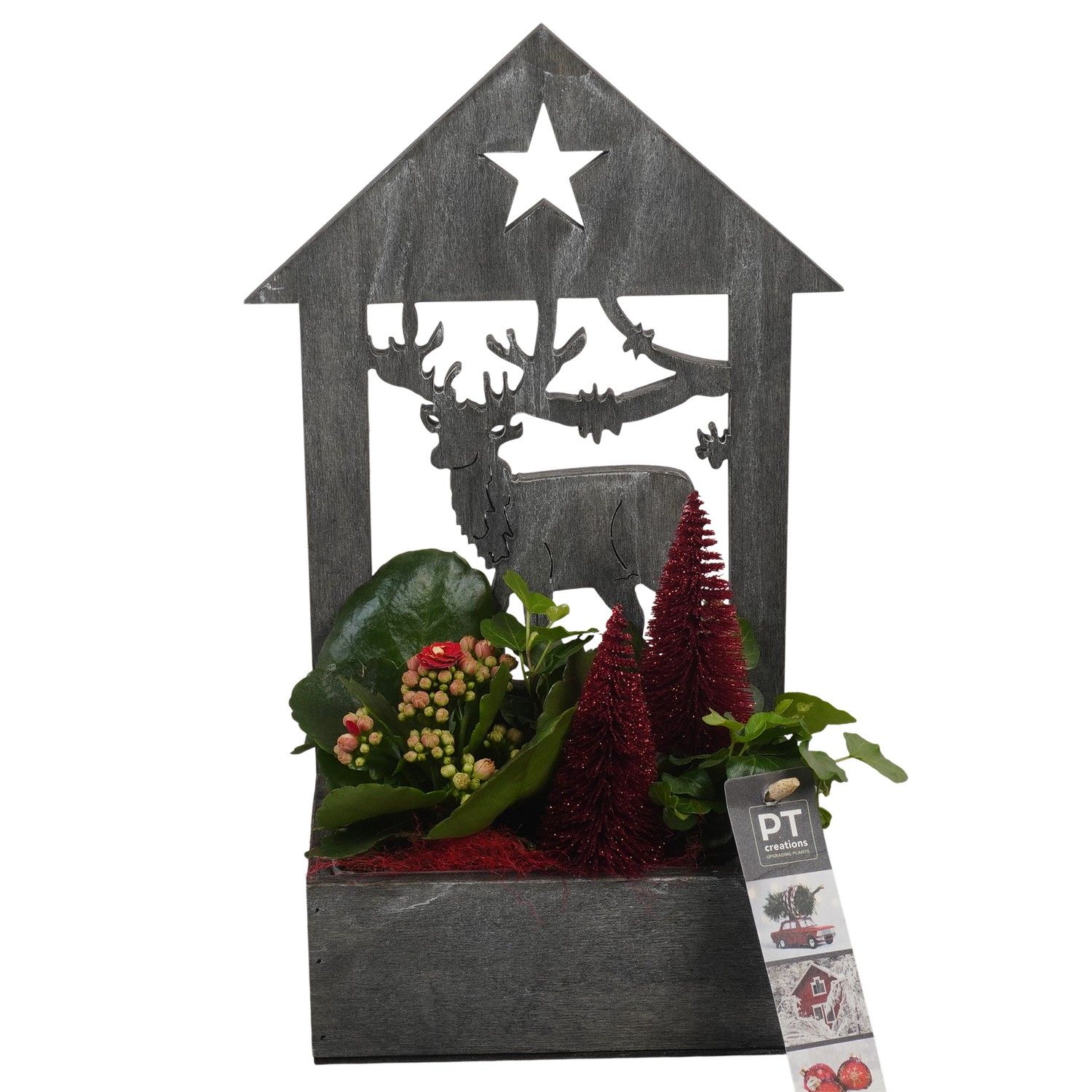 PTCHR7406 Arrangement Christmas Red in houten pot, D 16 cm