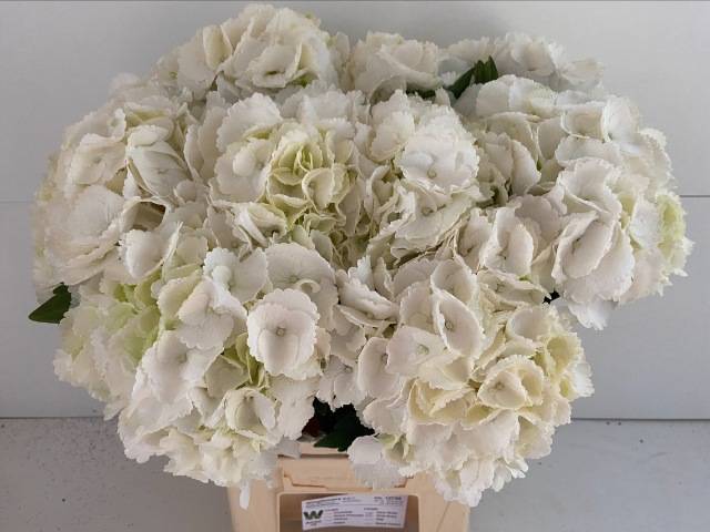 Гортензия Роял Принцесс 65, шт.