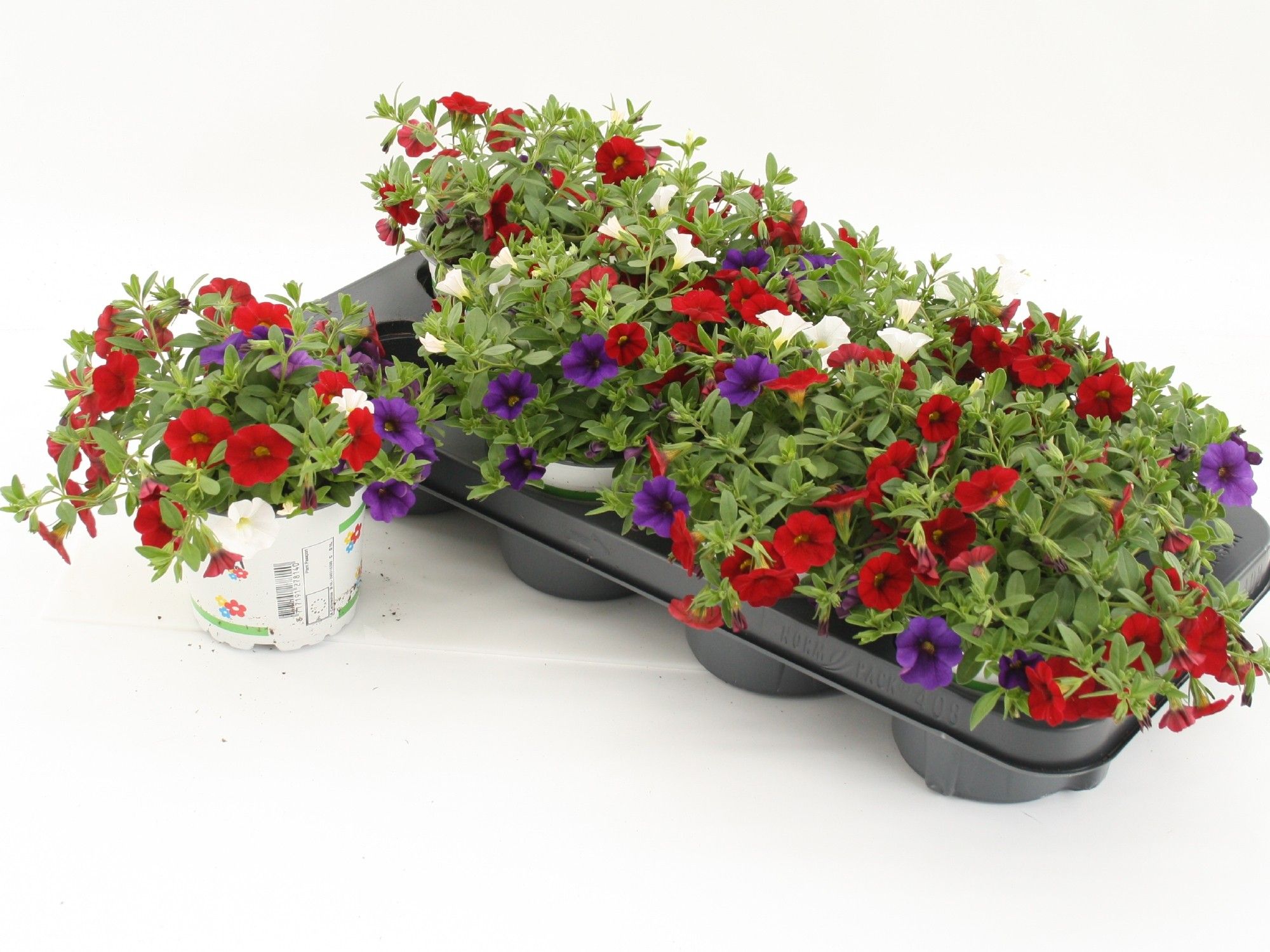 Calibrachoa Trixi Cafe de Paris, D 12