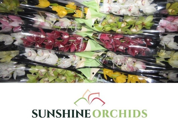 Цимбидиум мини Микс x20 40, шт.