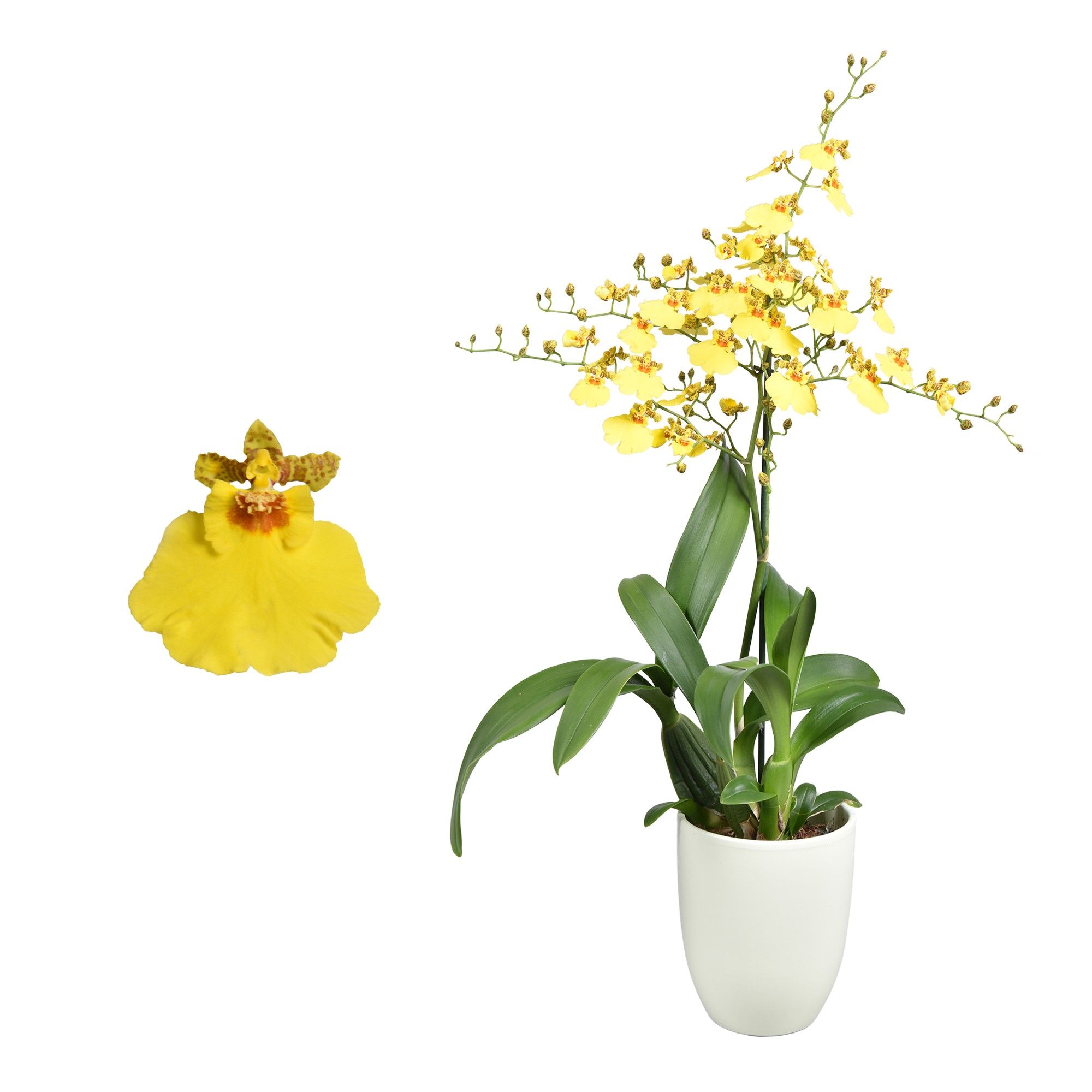 Oncidium 'Münsterland Stern' 1 tak met groen keramiek, D 14 cm